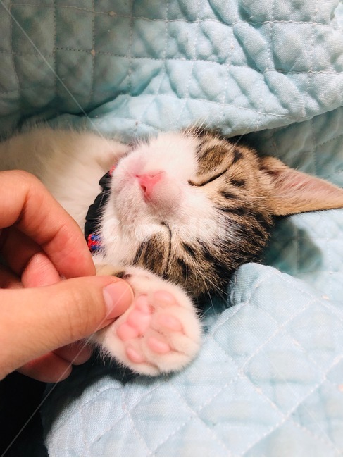 고양이,cat,야옹이,나비,냥이,동물,animal,포유류,mammal,고양이,cat,kitten,kitty