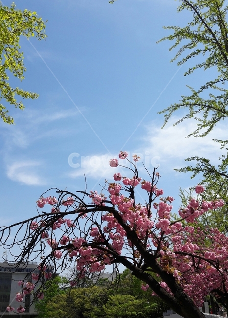겹벚꽃,봄벚꽃,은행나무,봄하늘,벚꽃