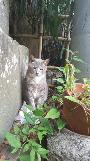 식물,vase,병장식,jar,항아리,pottery,도기류,pottedplant,화분,planter,cat,고양이
