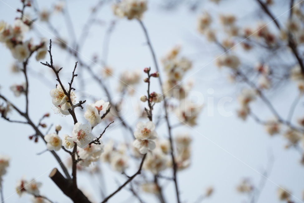 꽃,자연,나무,매화,하늘,봄,계절,spring,season,식물,자연,plants,nature,꽃,flower,plant