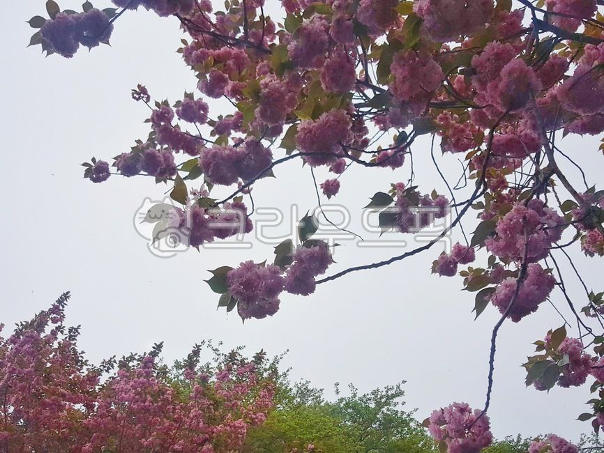 plant,식물,flower,꽃,분홍색꽃,blossom