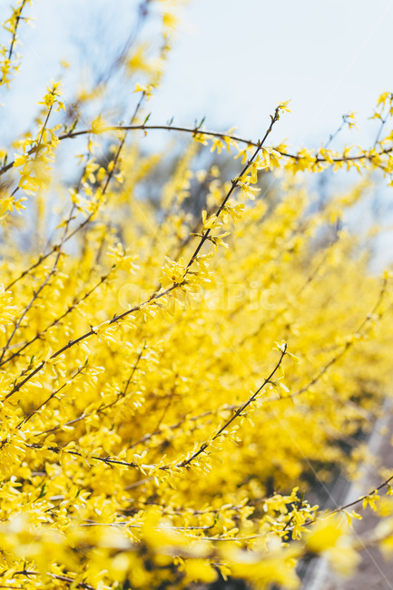 봄,봄꽃,꽃,flower,plant,식물,자연,개나리,forsythia,노란개나리,노란색,노란꽃
