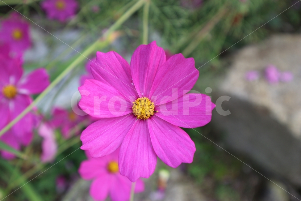 꽃,핑크,분홍,코스모스,가을,계절,Flower,Punk,Cosmos,가을,계절,fall,autumn,season,식물,자연,plants,nature,꽃,flower,plant,geranium,제라늄,blossom
