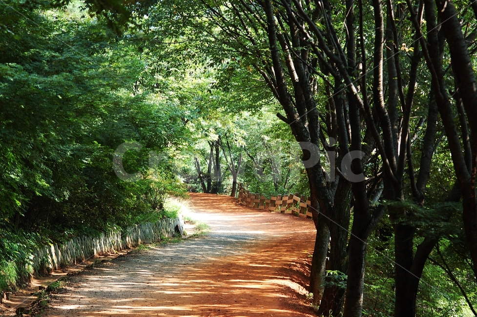 등산로,황톳길,계족산,풍경,대전,자연,풍경,nature,landscape,휴식,힐링,rest,relaxation,healing,tree,나무,plant,식물,tree trunk,나무 줄기