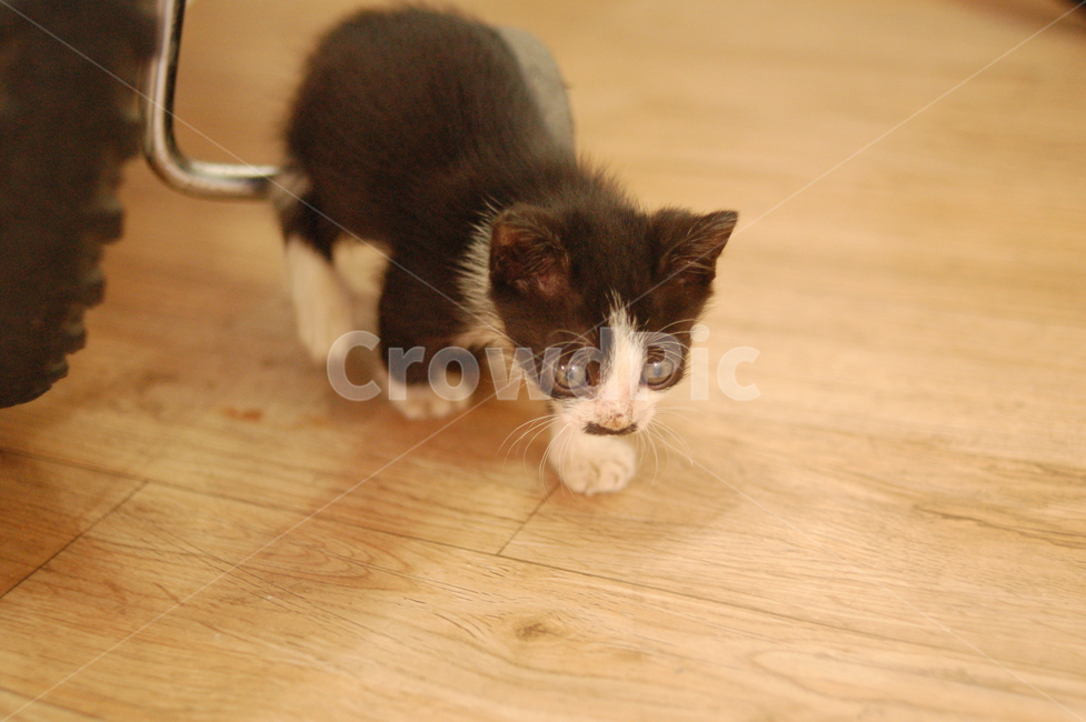 고양이,cat,새끼고양이,냥이,baby,동물,animal,포유류,mammal,고양이,cat,kitten,kitty