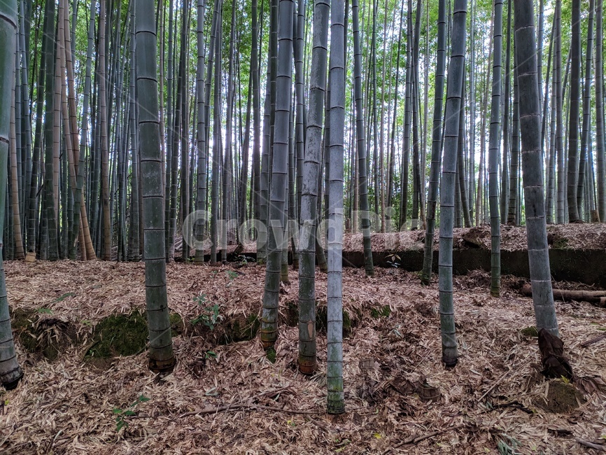 kyoto,bamboo,bamboo forest,japan,Arashiyama,Chikurin
