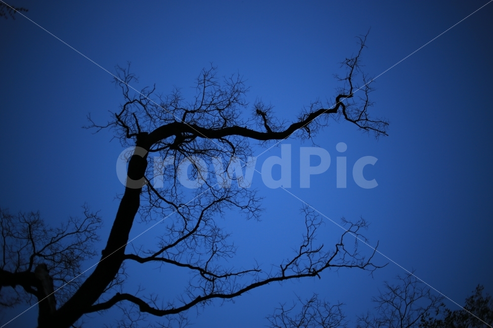 나무,밤,푸른색,겨울,야경,식물,자연,plants,nature,나무,trees,wood,실루엣,그림자,silhouette,shadow