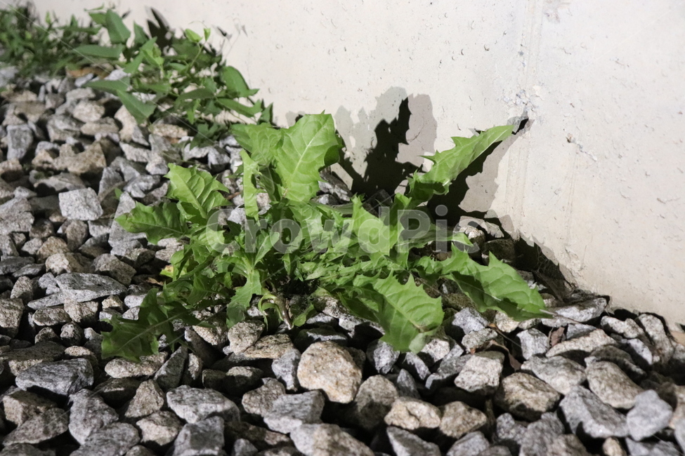 식물,plant,flower,dark,그림자,shadow,꽃,stone,콘크리트벽,노출콘크리트,rubble,파편