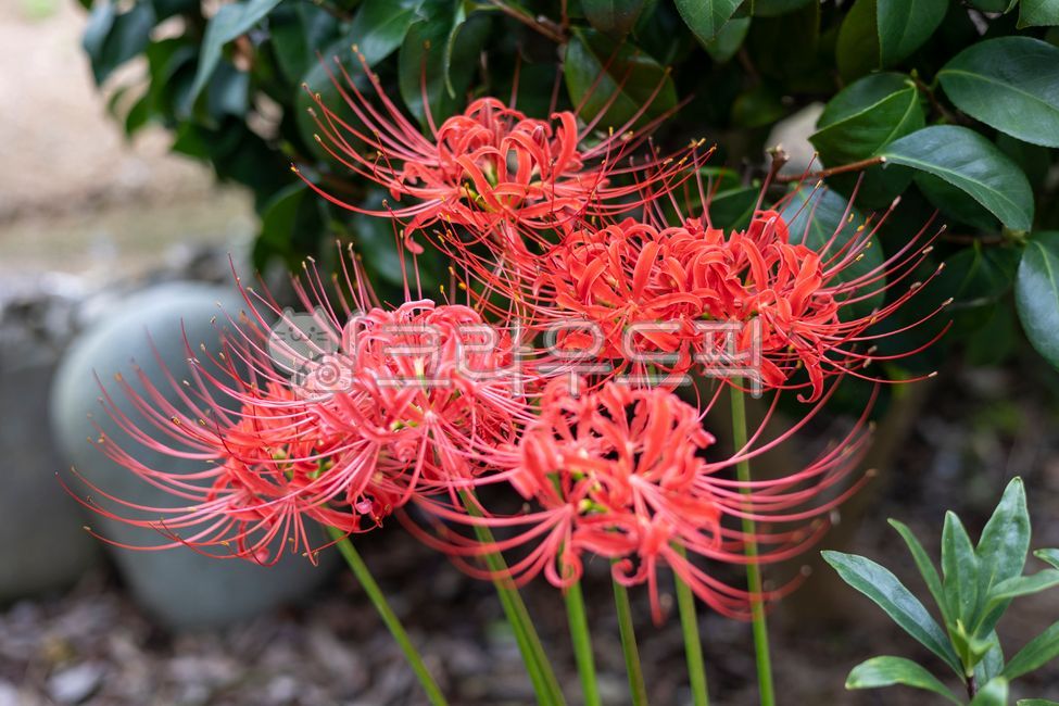 상사화,꽃,빨간꽃,꽃잎,줄기,정원,숲,자연,가든,식물,나뭇잎,숲속,꽃봉오리,풀,초록색,빨간색,봄,여름,만발,마당,화단