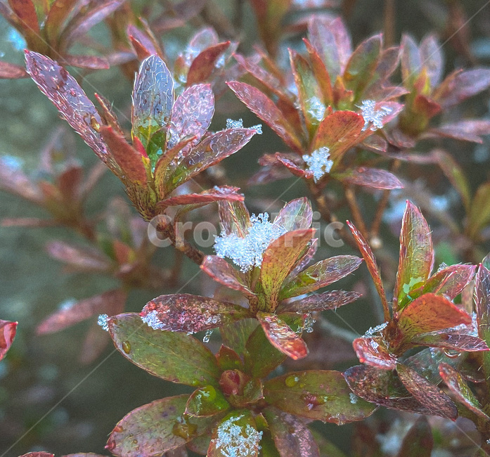nature,자연,눈,눈꽃,겨울