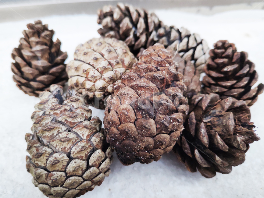 솔방울,pinecone,소나무,소나무열매,pinenuts,천연가습기,naturalhumidifier,가습기,자연,식물,나무,tree,natural,plant