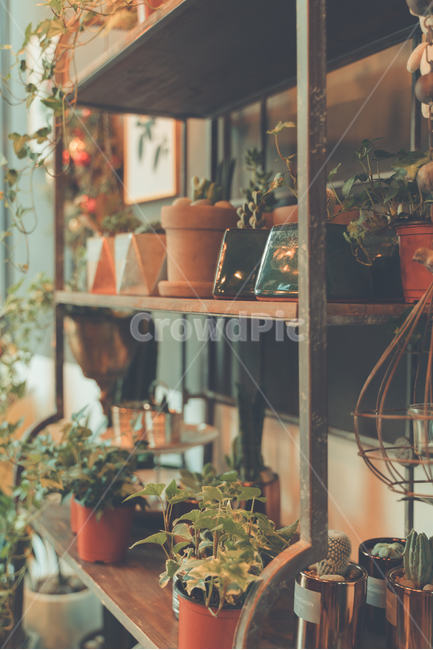 식물,꽃집,화분,분위기,감성,식물,자연,plants,nature,실내용화초,화분,화초,house plant,감성,sensible,feeling,인테리어,실내디자인,interior design