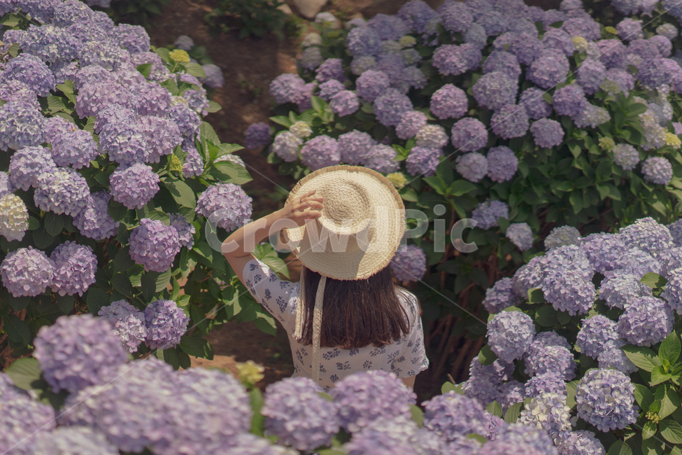 수국,꽃,보라색,연보라,hydrangea,여성,여자,밀짚모자,파나마햇,여름꽃,식물,자연,plants,nature,꽃,flower,사람,인물,인간,human,person,여성,여자,woman,female,lady