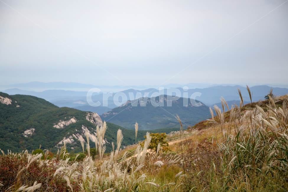 갈대,가을풍경,황매산,합천명소,경남명소,황매산갈대,합천군,가을,계절,fall,autumn,season,grass,잔디,plant,식물,nature,자연,outdoors,옥외,mountain,산,mountain range,산맥