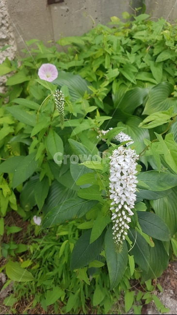 큰까치수염,식물,메꽃,쌍떡잎식물,풀밭