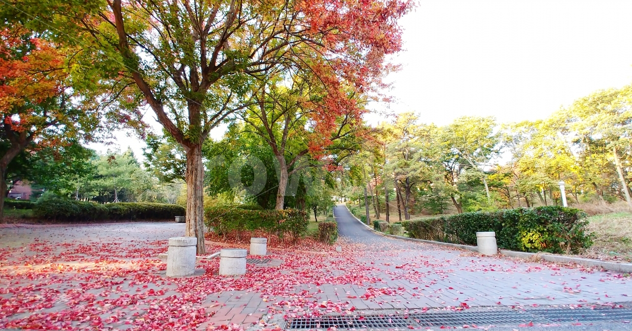 낙엽,단풍,길,떨어진낙엽,나무,가을,가을,계절,fall,autumn,season,plant,식물