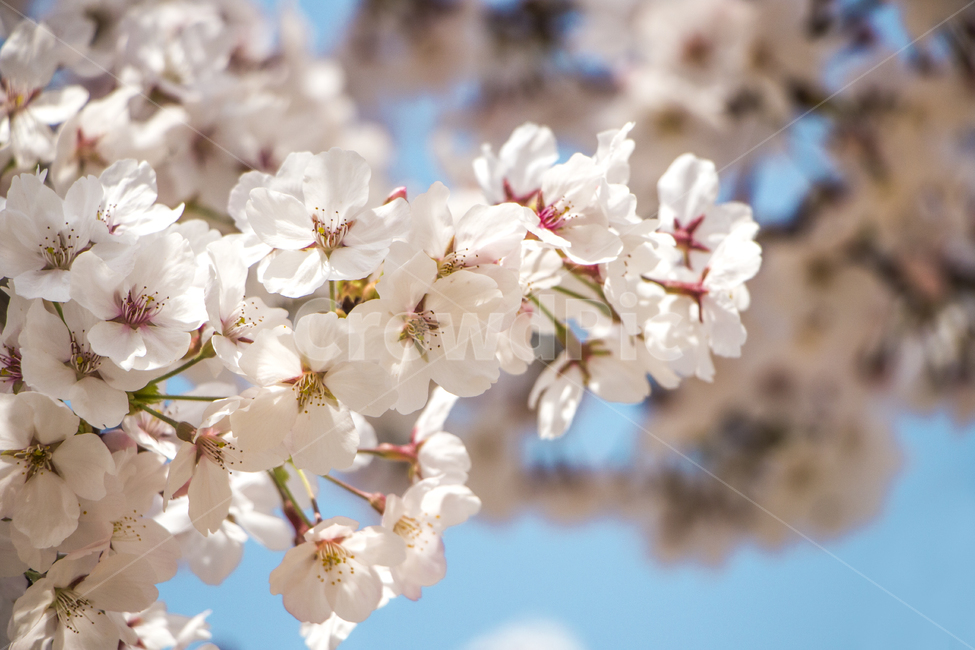 벚꽃,봄,나들이,배경,계절,꽃,자연,식물,한국,봄,계절,spring,season,식물,자연,plants,nature,꽃,flower,plant,blossom