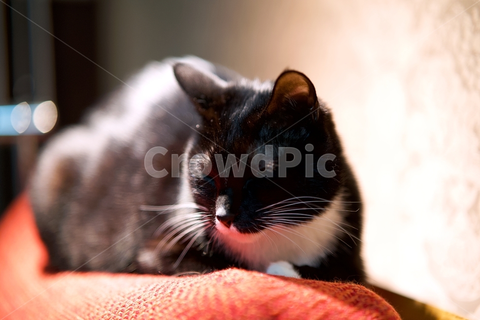 고양이,cat,pet,애완동물,animal,동물,검은고양이,포유류,동물,animal,포유류,mammal,고양이,cat,kitten,kitty