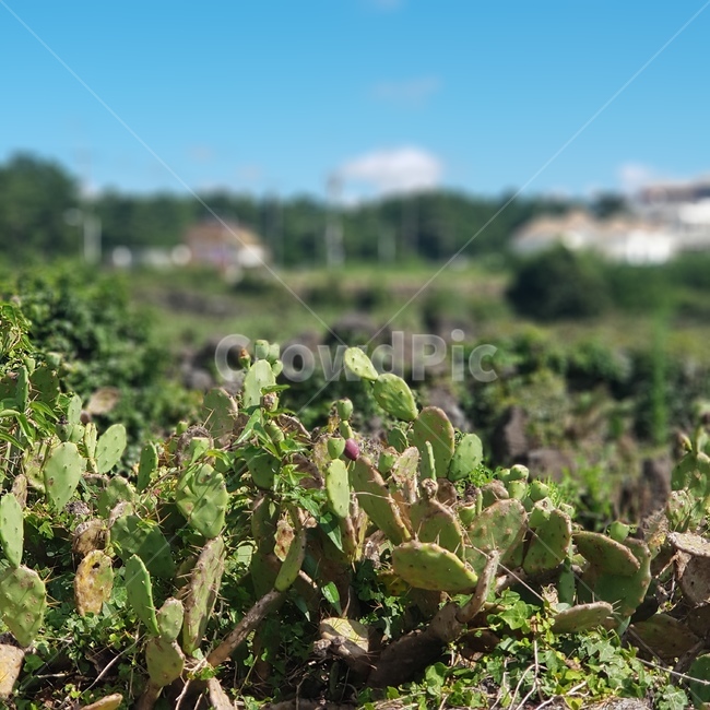 제주도,선인장,선인장군락지,cactus,plant,식물,자연,자연풍경,제주마을,힐링,휴식,월령