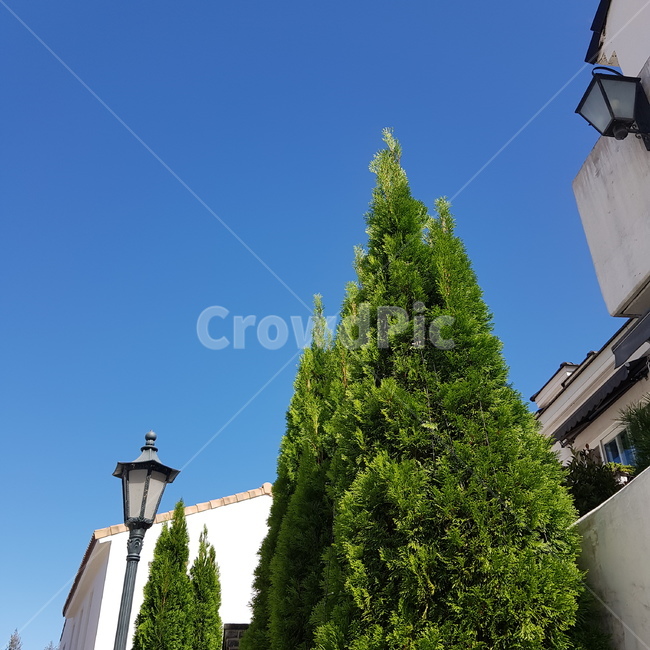 하늘,나무,배경,풍경,자연,식물,자연,plants,nature,나무,trees,wood