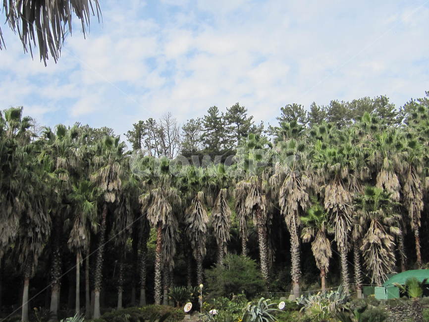 제주도,야자수,tree,나무,이국적인,자연,풍경,nature,landscape,plant,식물