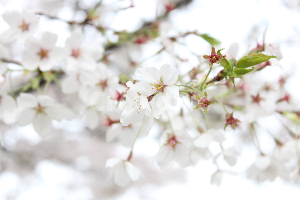 blossom,식물,flower,벚꽃,꽃,plant,cherryblossom