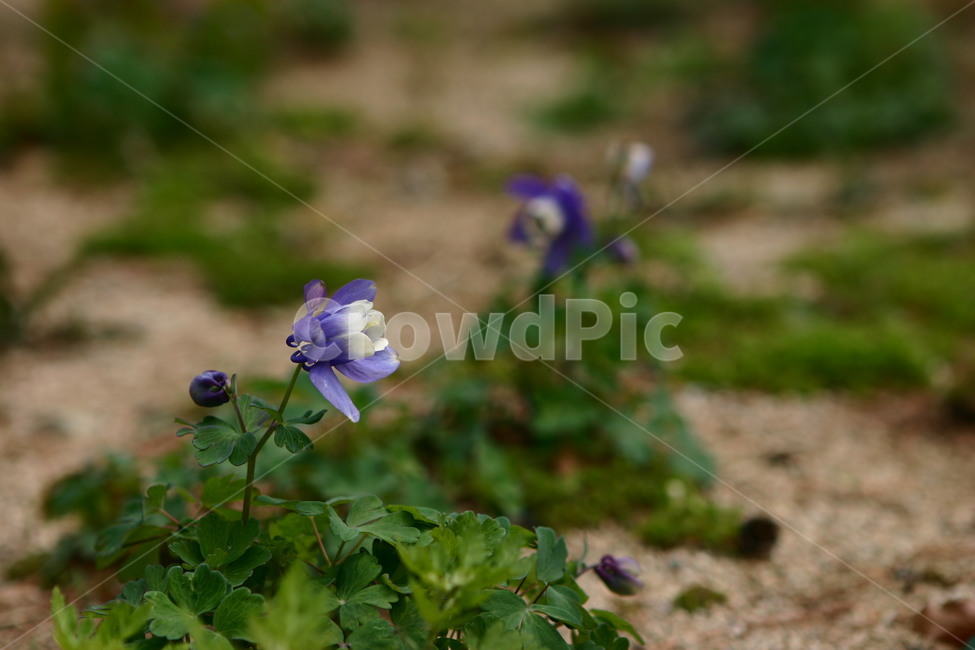 꽃,매발톱,풍경,자연,flower,식물,자연,plants,nature,꽃,flower