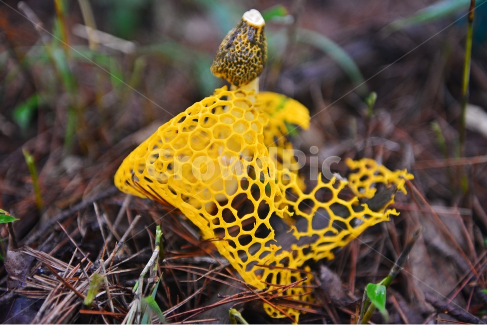 plant,식물,fungus,진균류,망태버섯,노랑망태버섯,버섯,포자,독버섯,노랑,노랑망태,그물망,망태,버섯,mushroom
