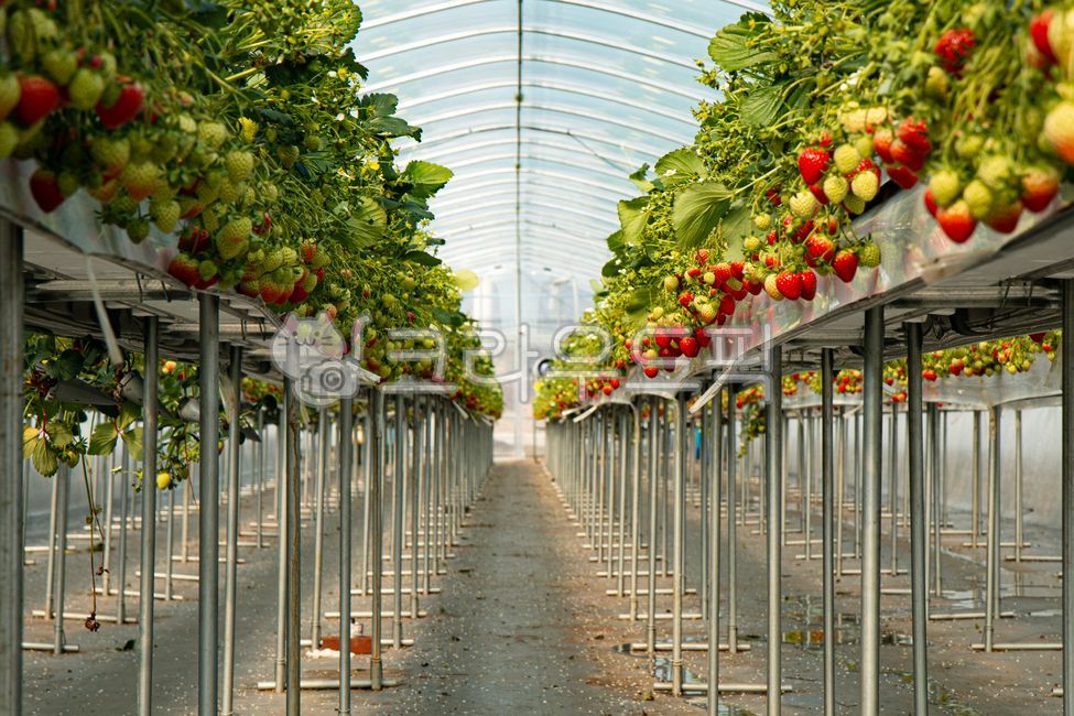 딸기,비닐하우스,식물,garden,정원,옥외,gardening,원예,자연,outdoors,fruit,food,음식,strawberry,과일