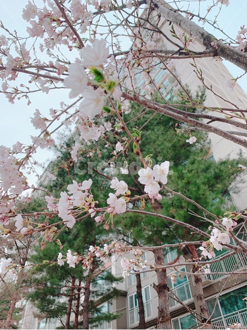 식물,벚꽃,봄,꽃,분홍색,자연물,계절