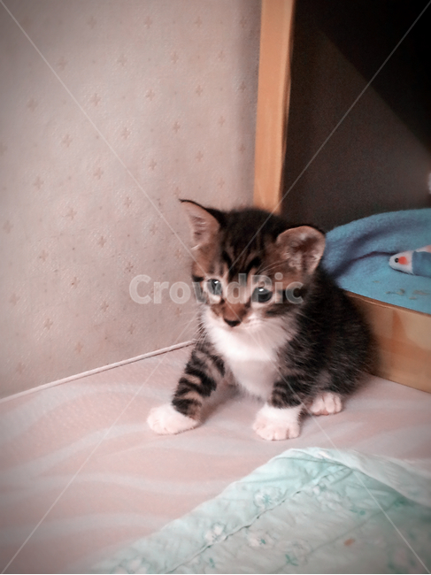아가고양이,귀여운고양이,앙증맞은고양이,사랑스런고양이,새끼고양이,동물,animal,포유류,mammal,고양이,cat,kitten,kitty