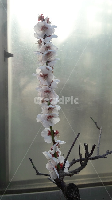 꽃,아름다움,봄,안산,공원,봄,계절,spring,season,식물,자연,plants,nature,꽃,flower,plant,blossom