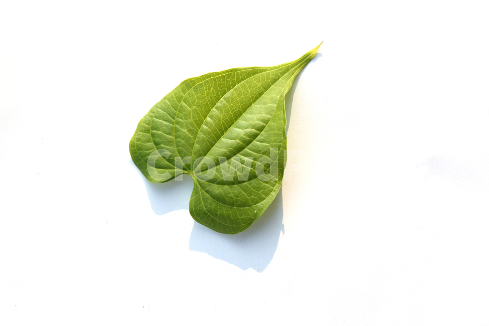 closeup,fresh,green,heart,heartshape,leaf,leaves,natural,nature,plant,sponge gourd,클로즈업,신선한,그린,녹색,하트,하트모양,모양,하트잎,잎,나뭇잎,잎사귀,초록색,자연,식물,수세미잎,흰배경,그림자,식물,자연,plants,nature,누끼,remove background