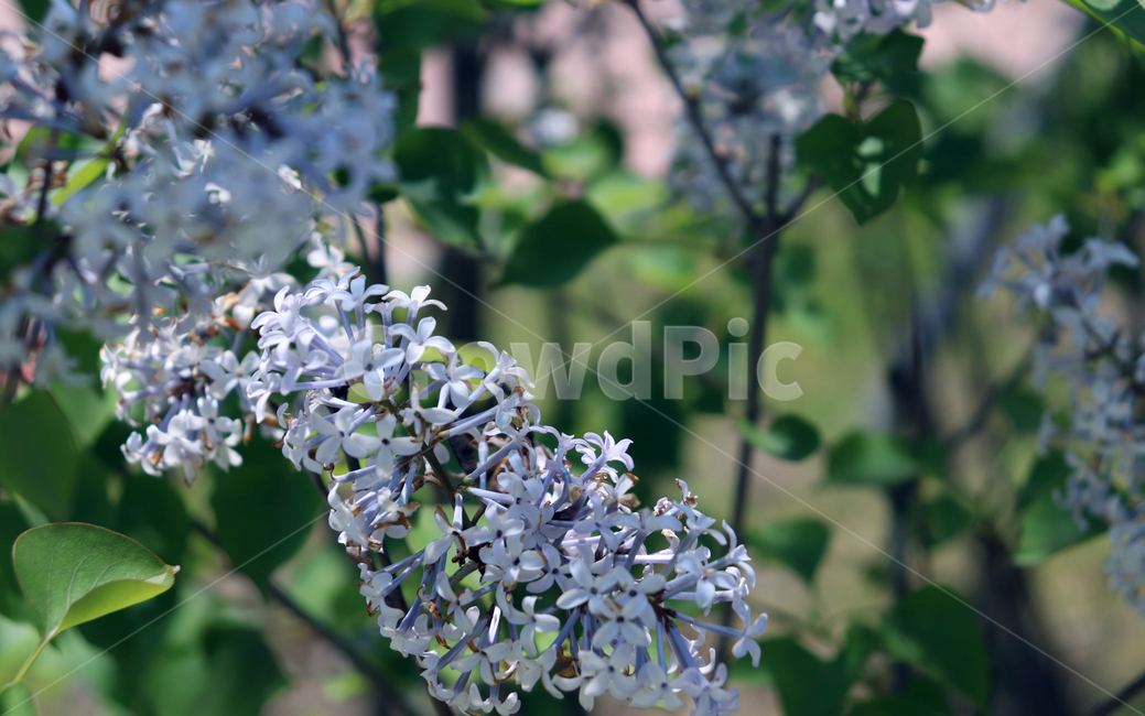 식물,plant,봄,꽃,자연,계절,flower,spring,nature,감성사진,감성,색상,색채,채도,색감,잎,풀,경치,blossom