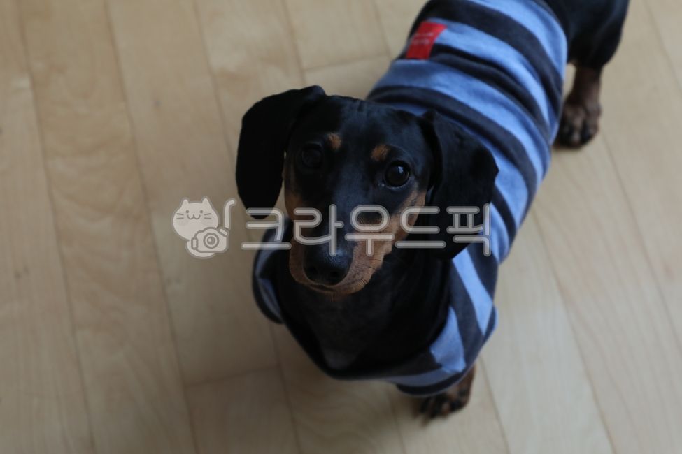 강아지,귀여운강아지,반려견,뎅뎅이,닥스훈트,개,dog,동물,애완동물,pet