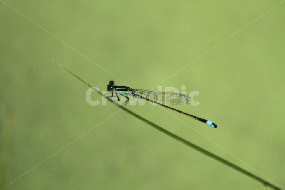 잠자리,실잠자리,동물,곤충,damselfly,dragonfly,동물,animal,곤충,벌레,insect,bug