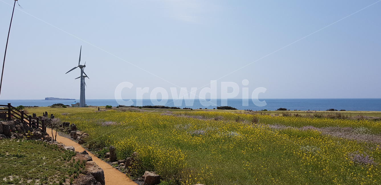 제주도,가파도,청보리밭,보리밭,청보리,field,들,nature,자연,outdoors,옥외,바다,섬,풍차,풍력발전