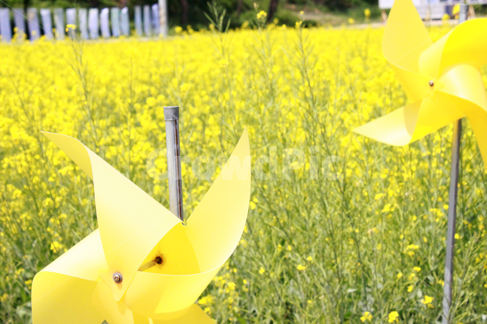바람개비,노란꽃,자연,풍경,pinwheel,yelloflower,nature,view