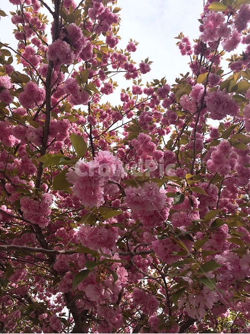 벚꽃,왕겹벚꽃,봄꽃,하늘,clear,힐링,휴식,나무,풍경,꽃,아름다운,flower,beautiful,pink,봄,spring,꽃잎,봄,계절,spring,season,식물,자연,plants,nature,꽃,flower,plant,blossom,cherry blossom