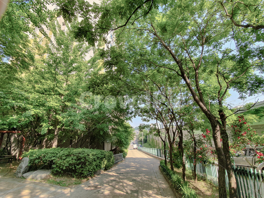 나무,도시,숲,길,서울,뷰,경치,tree,city,seoul,road,forest