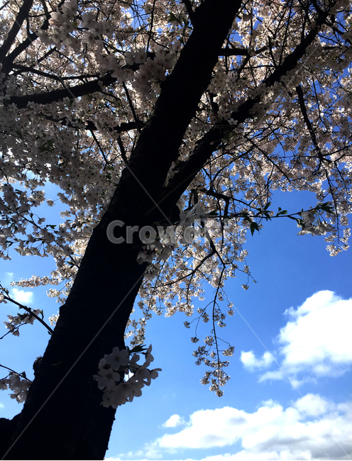 봄,꽃,벚꼿,벚꽃나무,풍경,4월,봄,계절,spring,season,식물,자연,plants,nature,꽃,flower,plant,blossom,cherry blossom,벚꽃