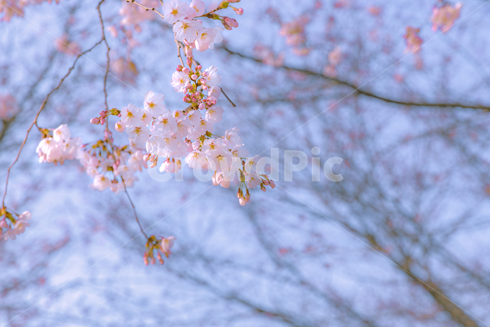 plant,식물,blossom,꽃,flower,꽃잎,벚꽃,감성사진,봄,계절,spring,season,식물,자연,plants,nature,꽃,flower,감성,sensible,feeling,색깔,색상,색채,색감,color sense,color sensitivity,feeling of color
