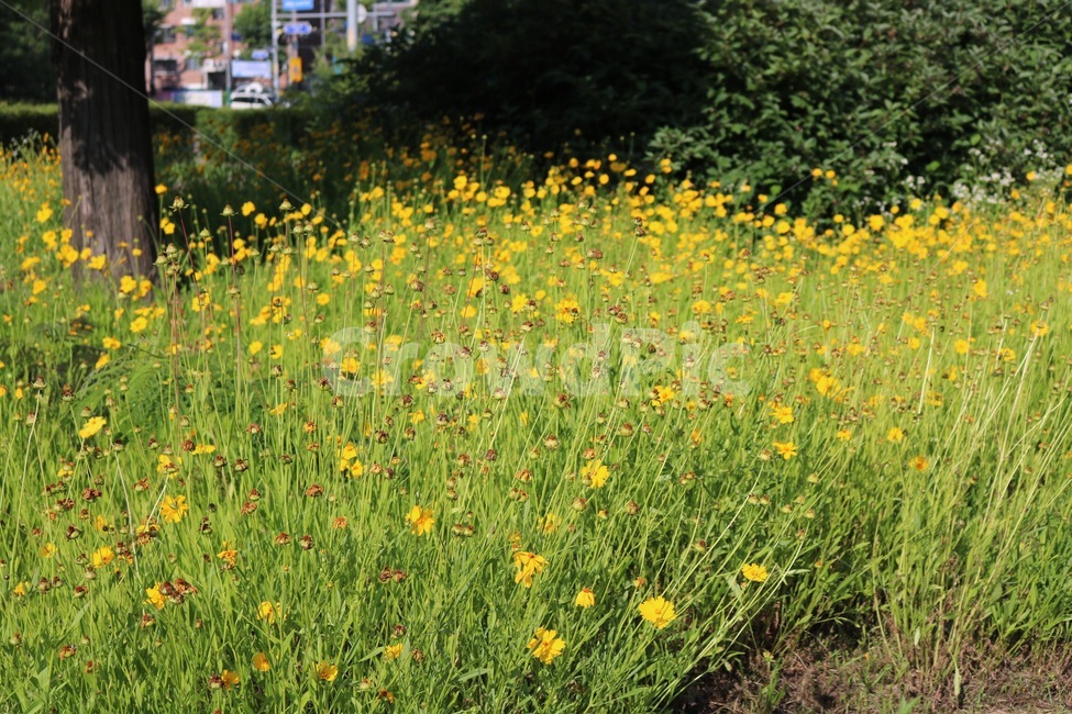 식물,꽃,자연,초록,노랑,plants,nature,green,shokubutsu,midori,yellow,kiiro,flower,식물,자연,plants,nature,꽃,flower