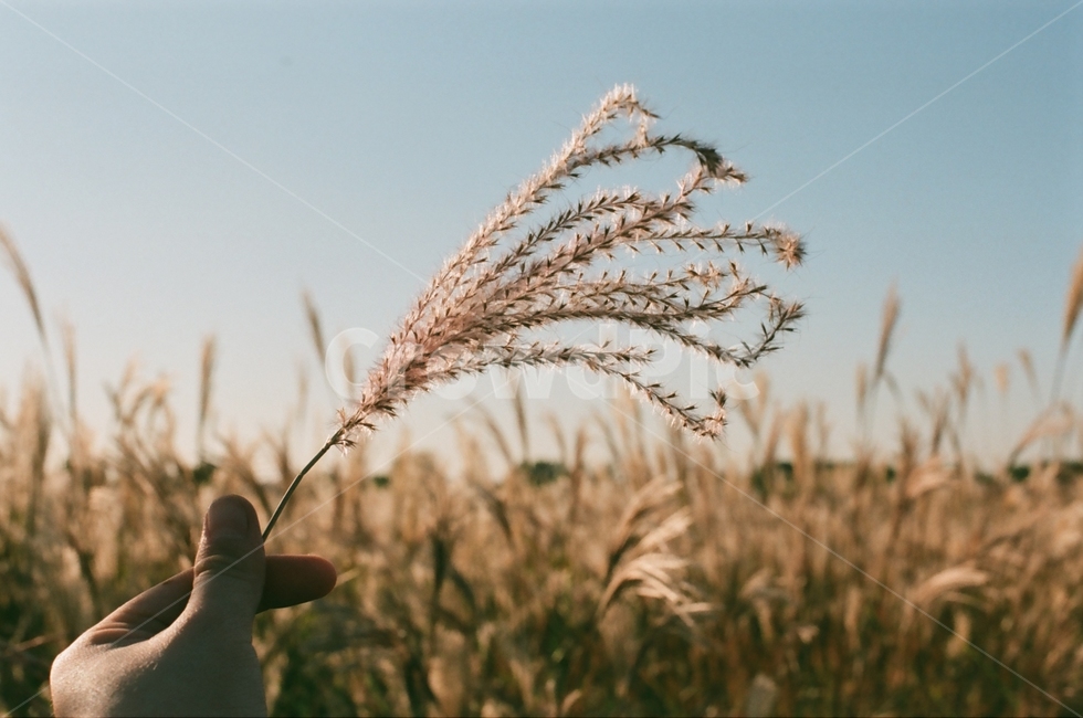 필름카메라,필름사진,감성사진,하늘공원,억새축제,가을,계절,fall,autumn,season,plant,식물,food,음식,grass,잔디,grain,곡물,vegetable,야채