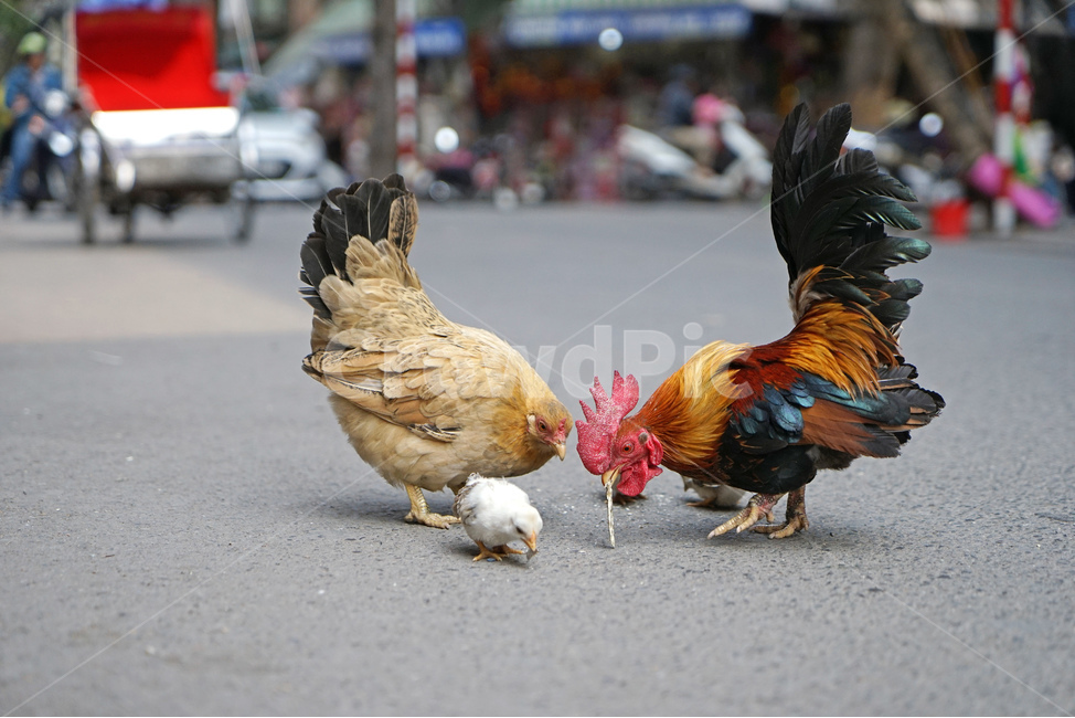 닭,병아리,가족,치킨,동물,새,chicken,bird,동물,animal,조류,새,birds