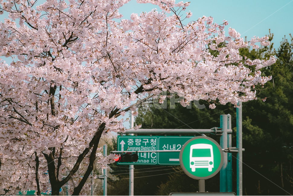 벚꽃,봄,3월,꽃,cherryblossoms