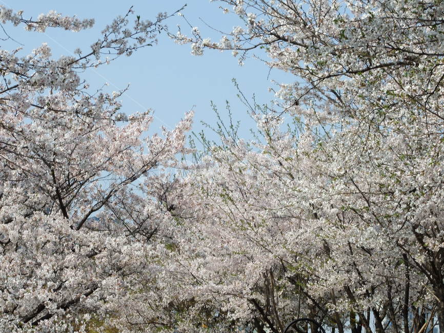 봄,꽃,식물,나무,봄꽃,봄,계절,spring,season,자연,풍경,nature,landscape,plant,flower,blossom,cherry blossom,벚꽃