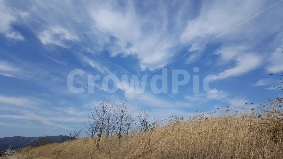 풍경,하늘,구름,갈대,bluesky,landscape,clouds,자연,풍경,nature,landscape,grass,잔디,plant,식물,outdoors,옥외