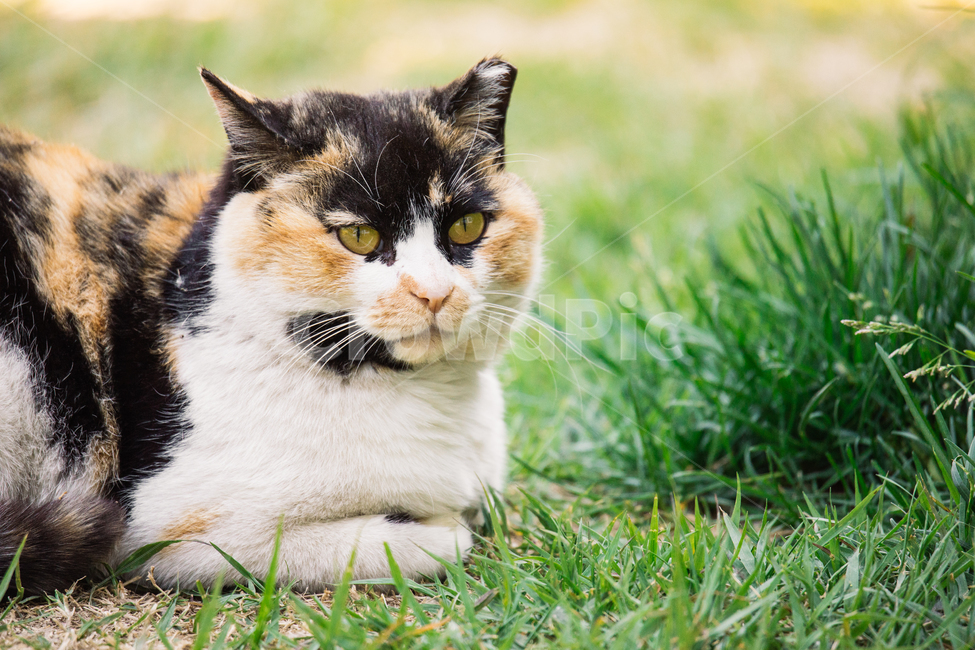 냥냥이,고양이,캣,cat,길고양이,삼색이,동물,animal,포유류,mammal,고양이,cat,kitten,kitty