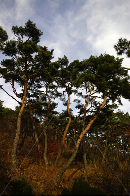 나무,소나무,하늘,적송,식물,식물,자연,plants,nature,나무,trees,wood